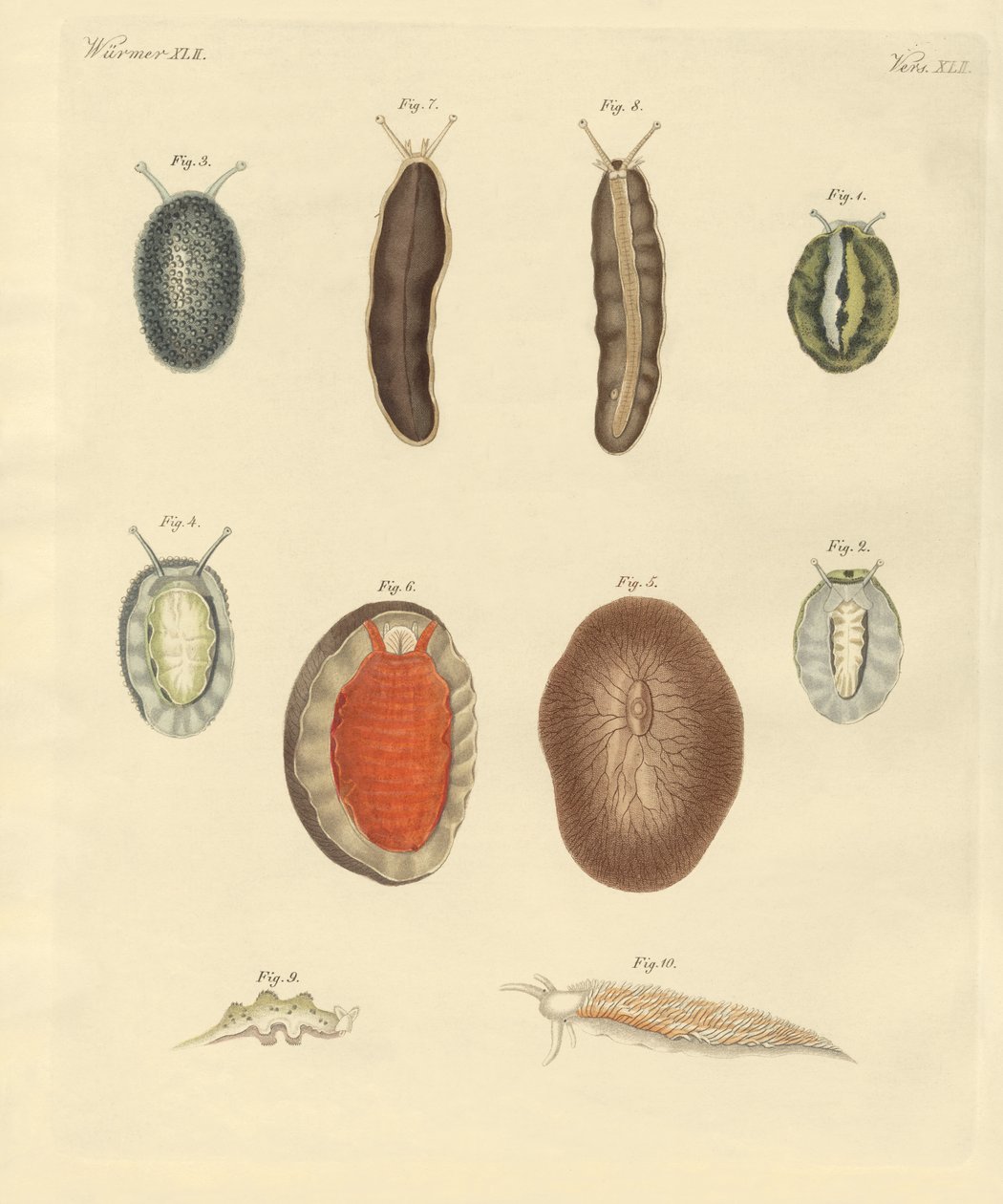 New-found worms by German School