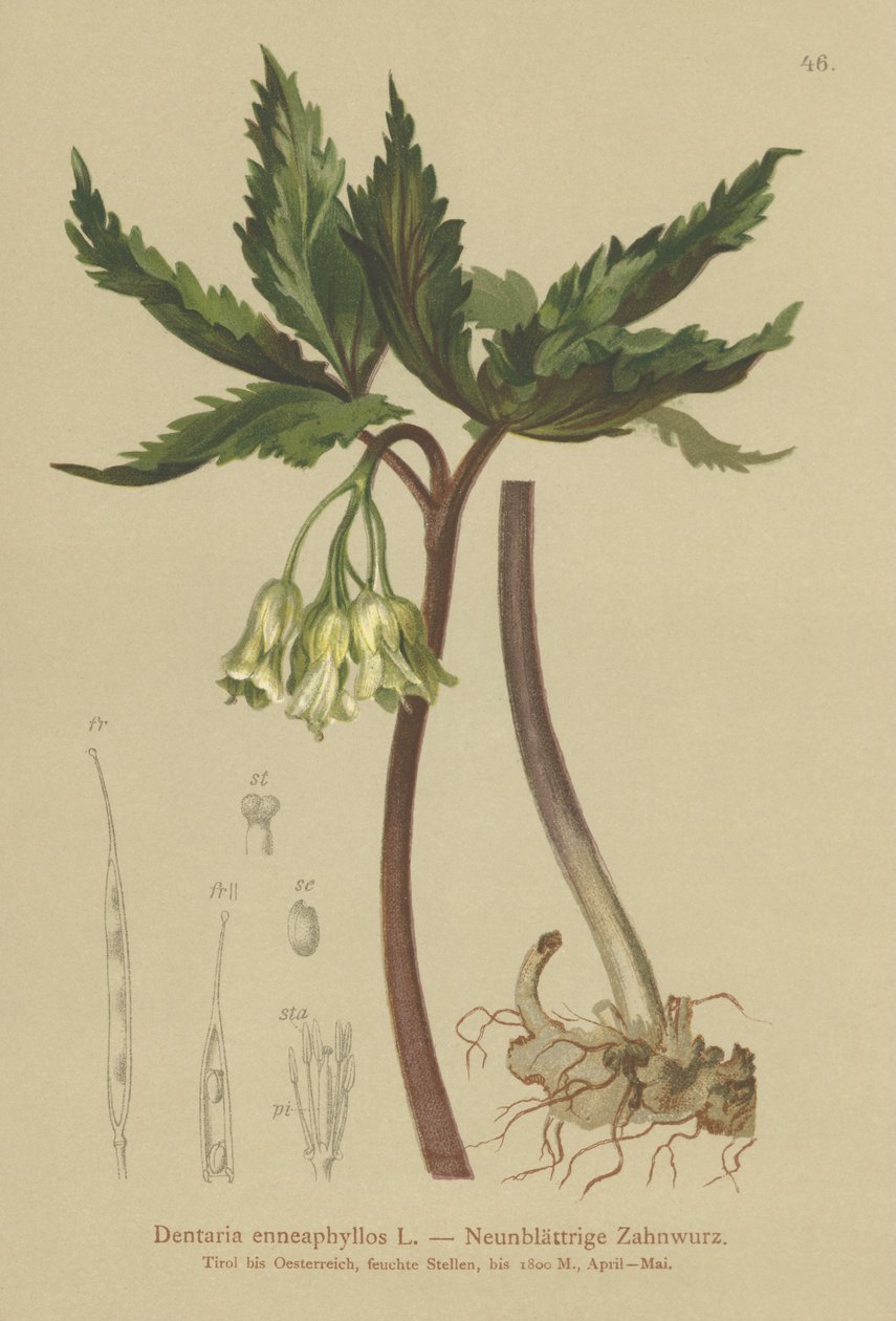 Nine-leaved Coral Wort by German School