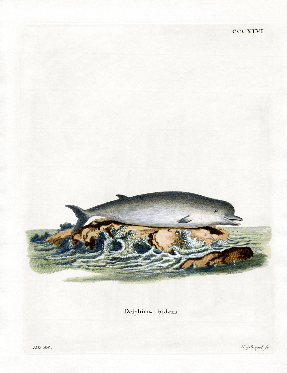Northern Bottlenose Whale by German School