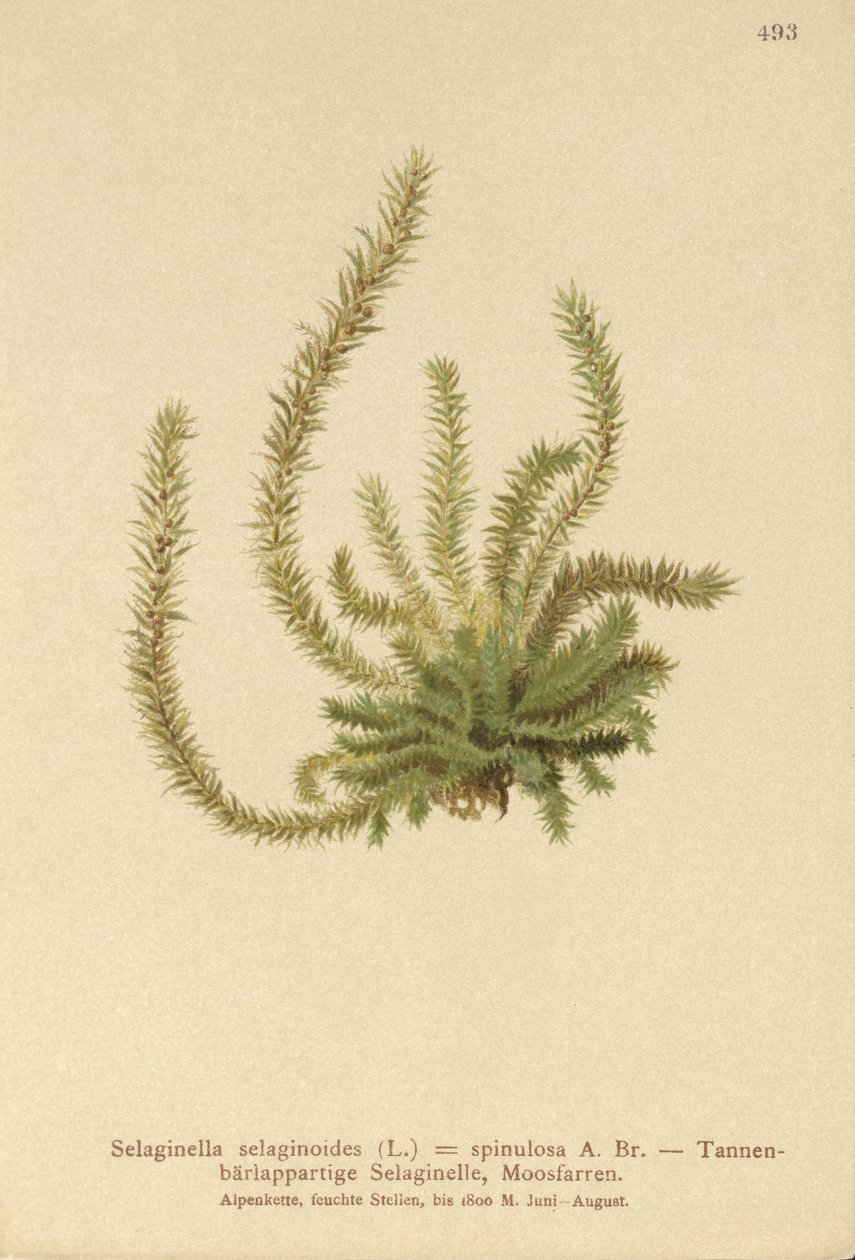 Northern Spikemoss by German School