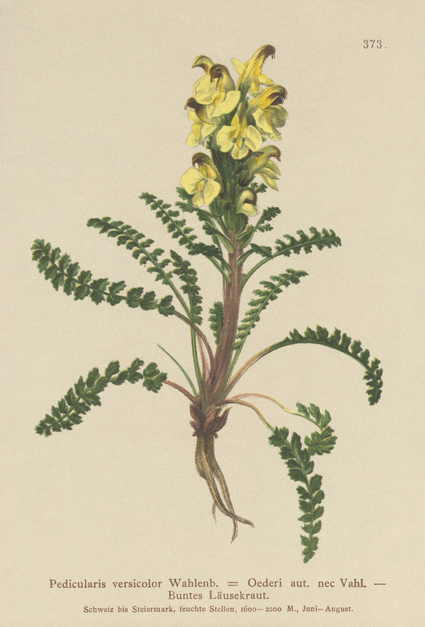 Oeders Lousewort by German School