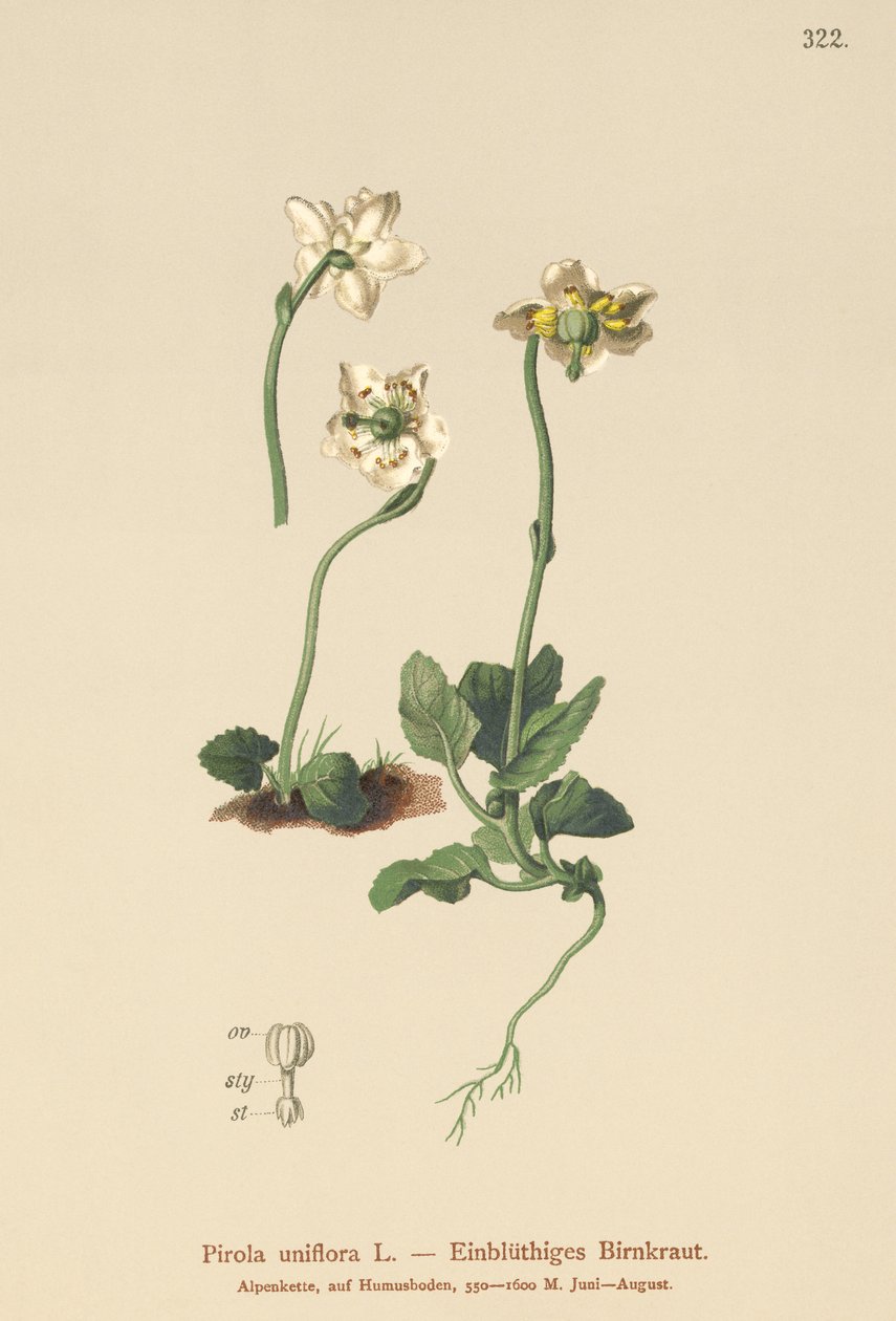 One-flowered Wintergreen (Pirola uniflora, Pyrola uniflora, Moneses uniflora, Monesis uniflora)  by German School