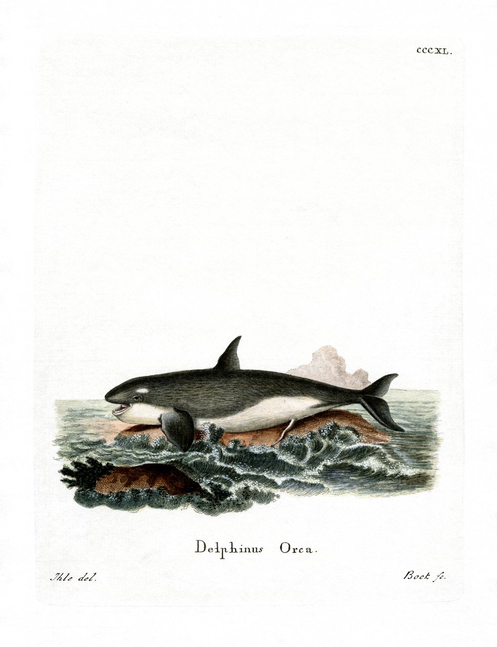Orca by German School
