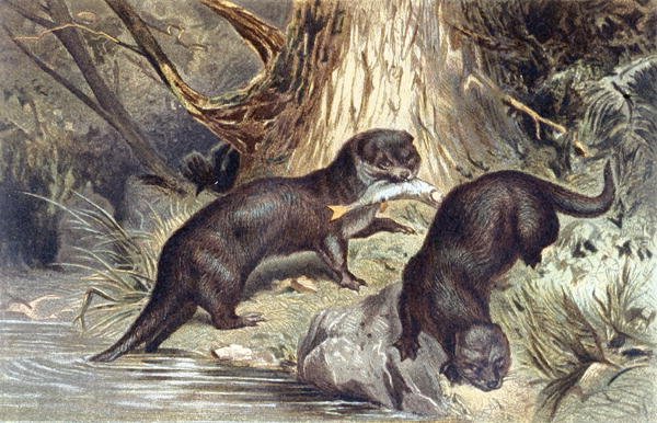 Otter, plate from Brehms Tierleben by German School