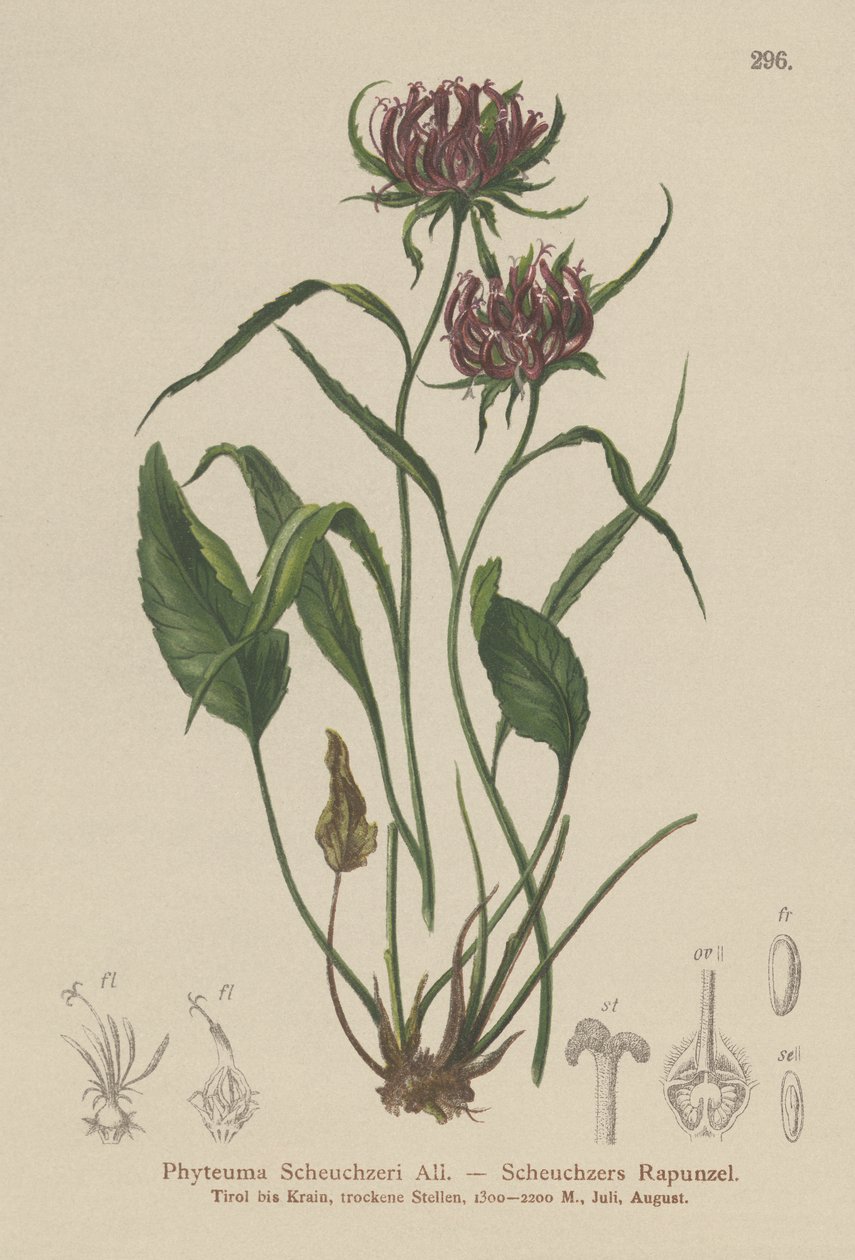 Oxford Rampion (Phyteuma Scheuchzeri)  by German School