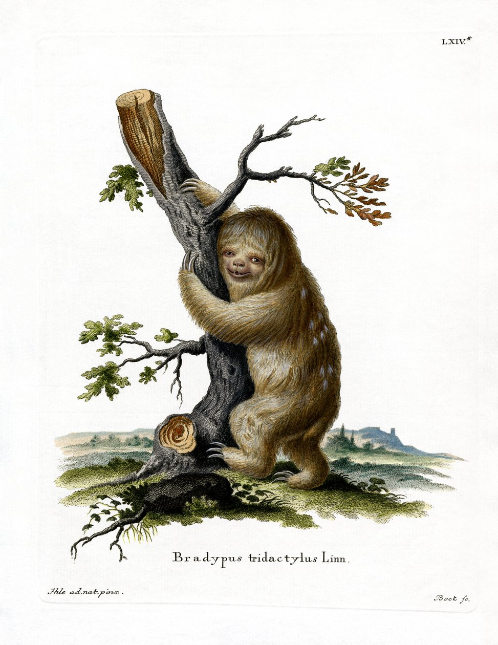 Pale-throated Sloth by German School