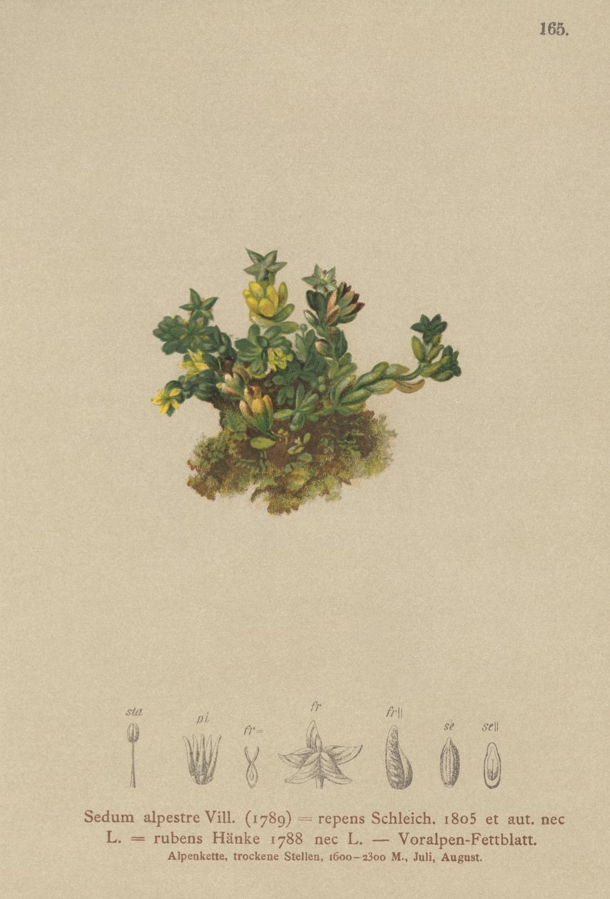 Pale Stonecrop by German School