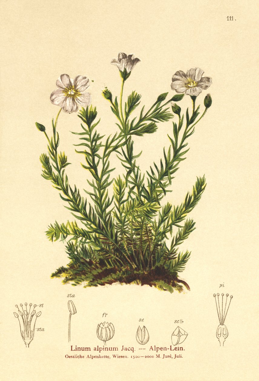 Perennial Flax by German School