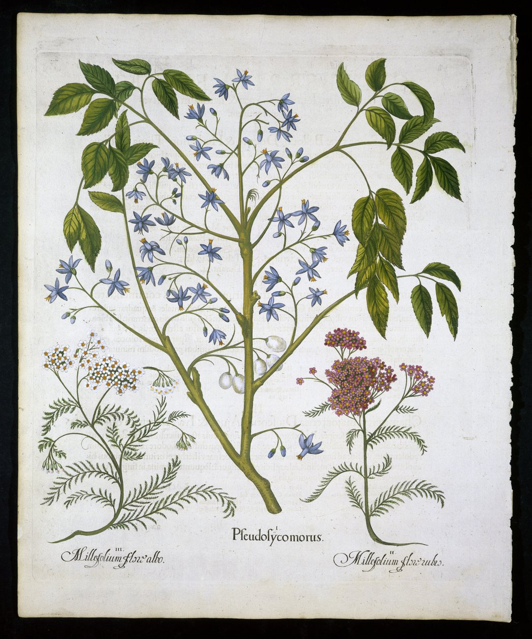 Persian Lilac or Pride of India, and Achillea Millefolium (Soldier