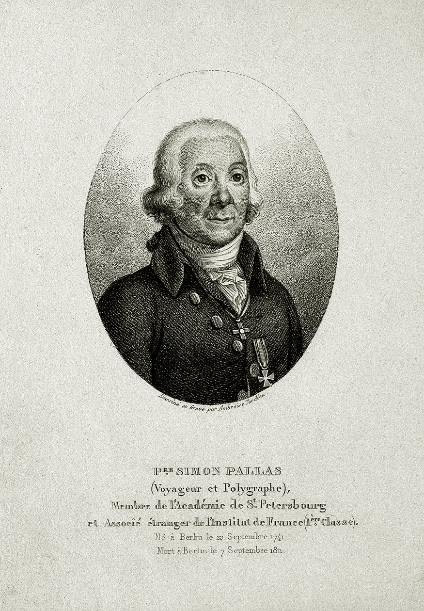 Peter Simon Pallas (1741 – 1811) by German School