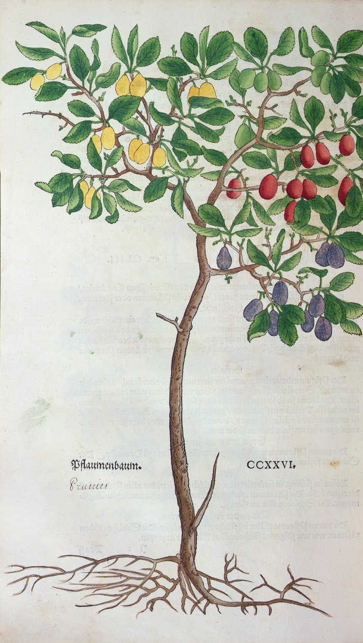 Plum tree, a botanical plate from the Herbarium by Leonhart Fuchs, published in Basel, 1543 by German School