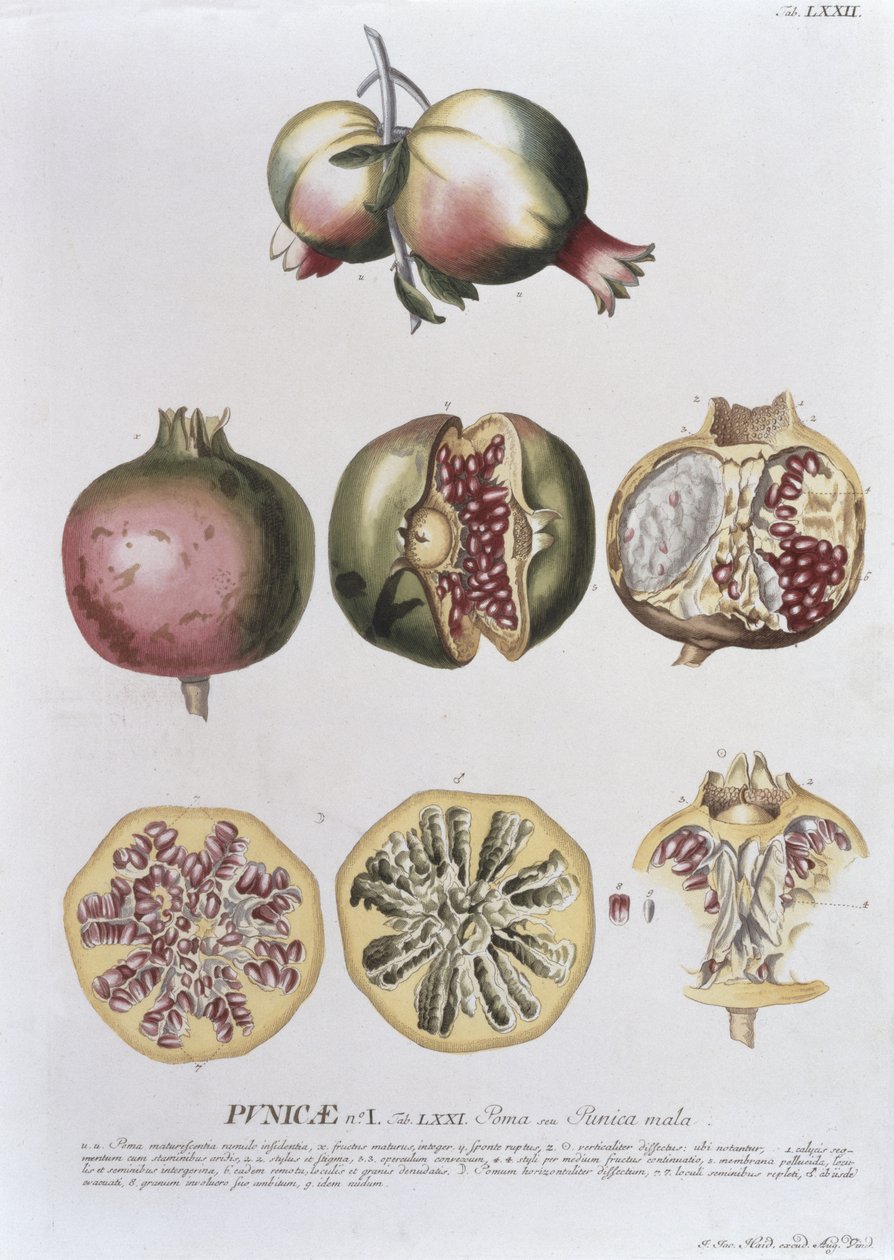 Pomegranate, engraved by Johann Jakob Haid plate 72 from a botanical book, pub. by Augustus Vind by German School