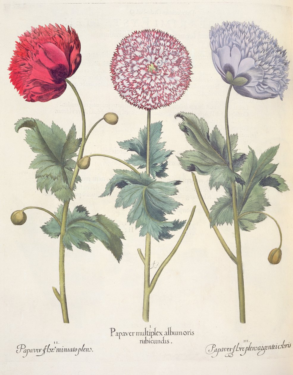 Poppies, from the Hortus Eystettensis by Basil Besler, pub. 1613 by German School