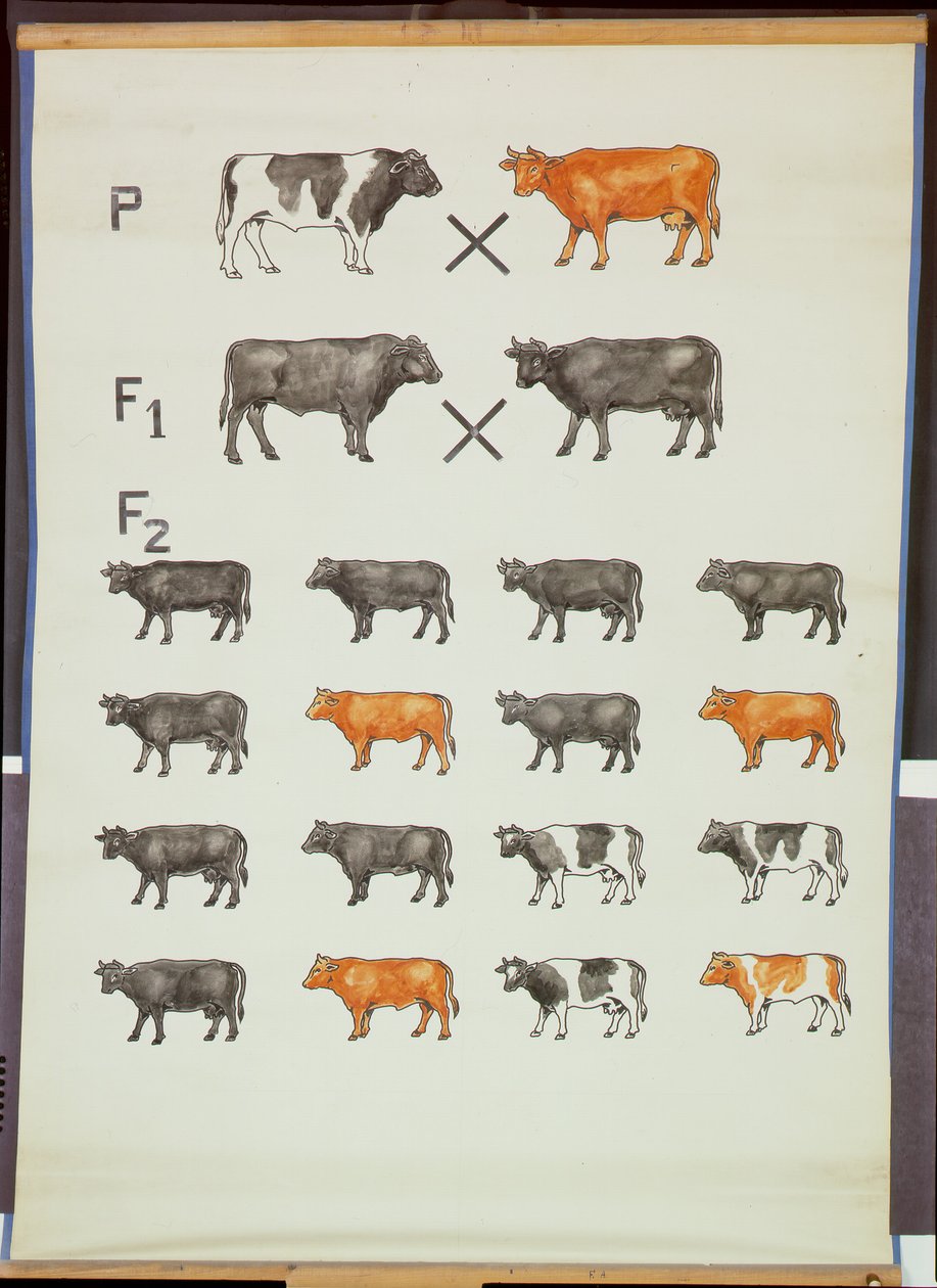 Poster demonstrating Mendel