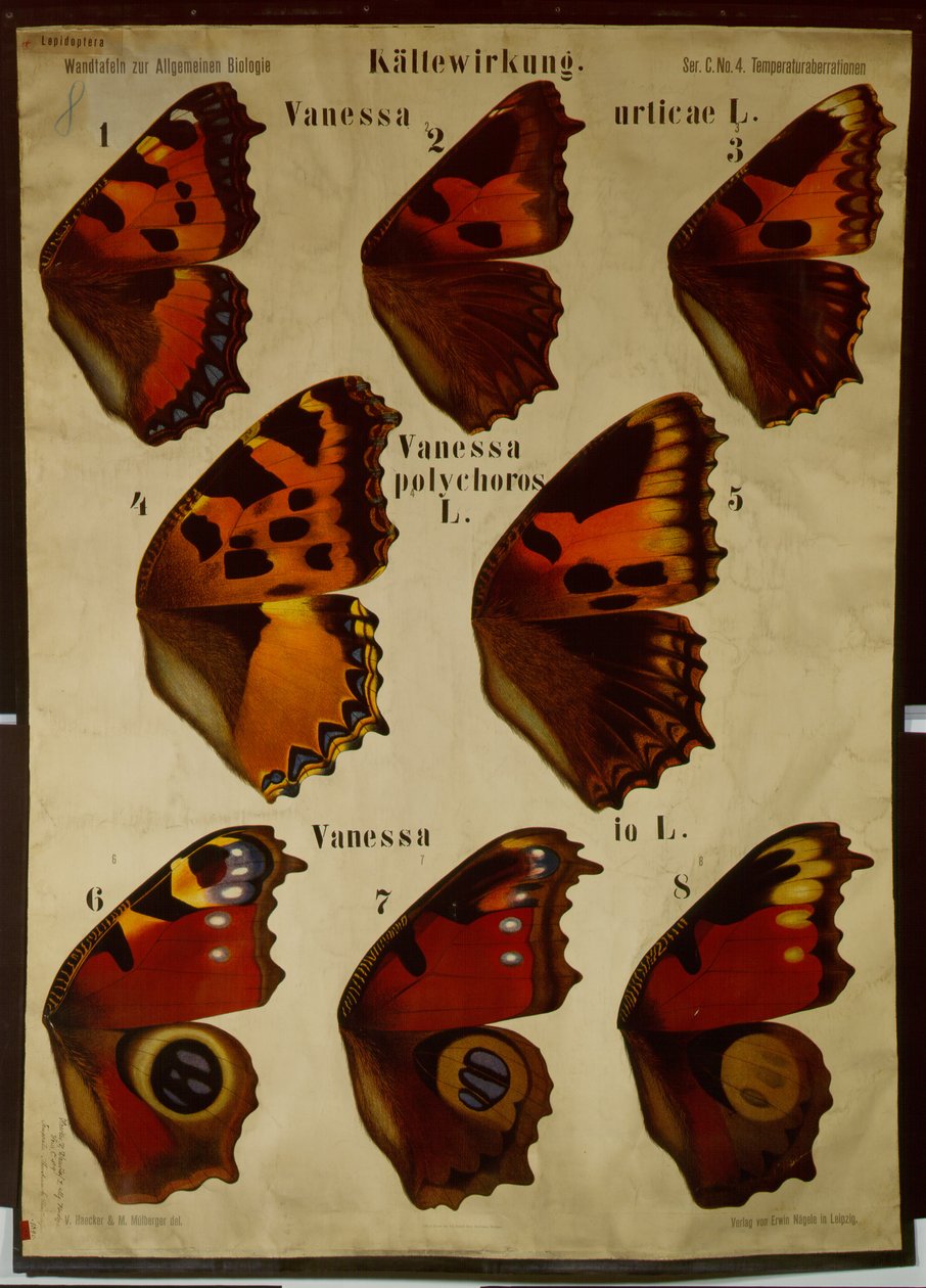 Poster Illustrating the Effect of Temperature on Different Types of Butterflies by German School