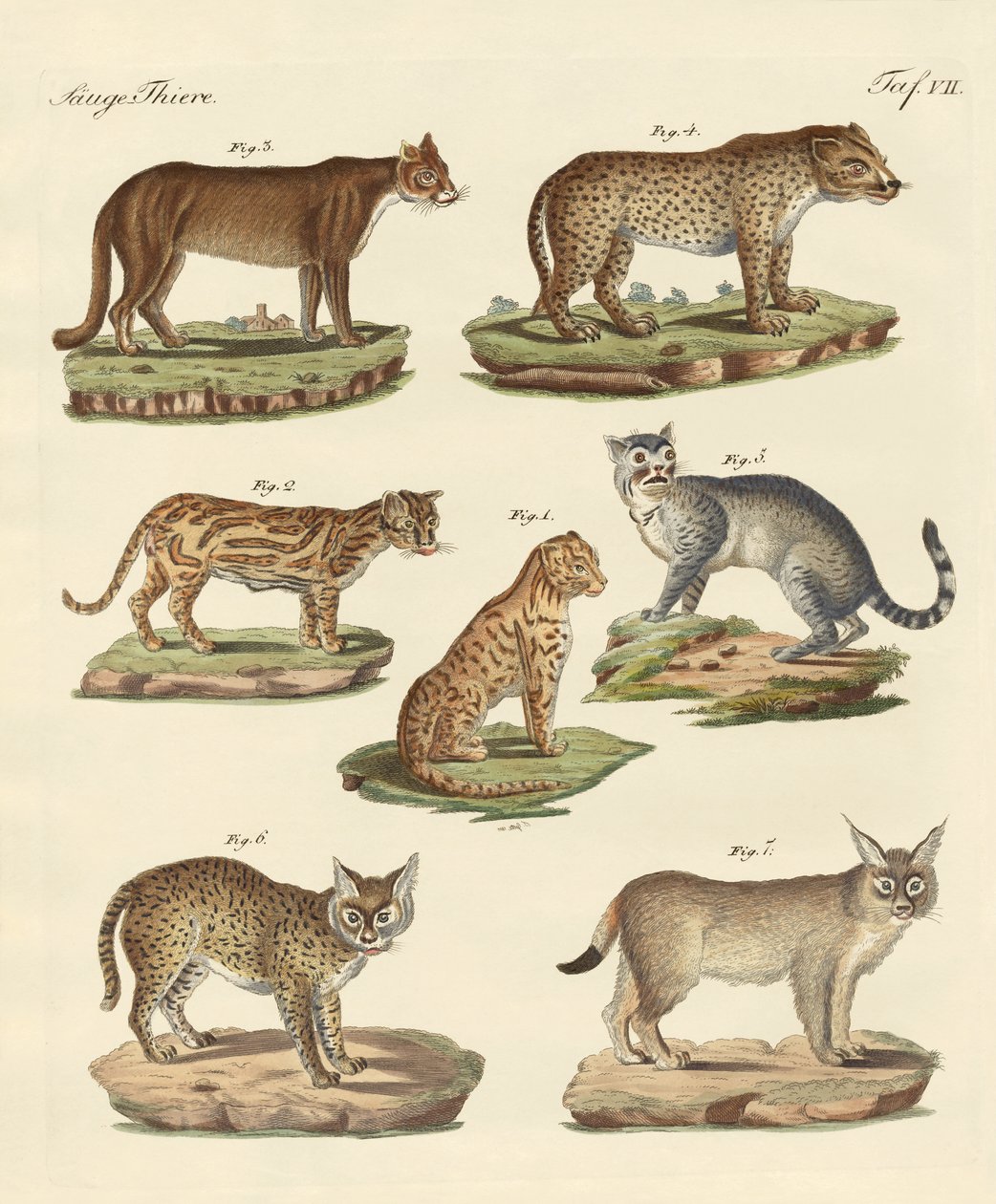 Predators from all parts of the world by German School