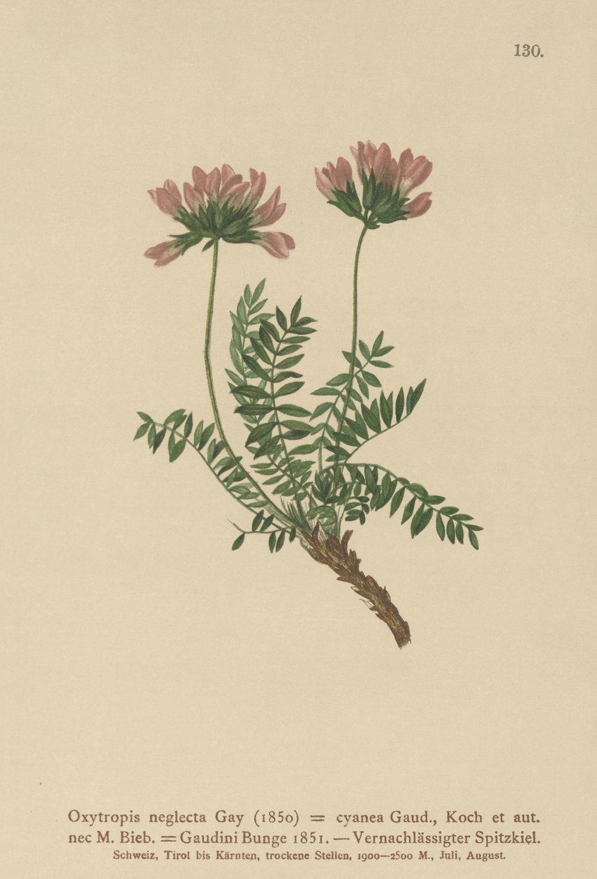 Pyrenean Milk Vetch by German School