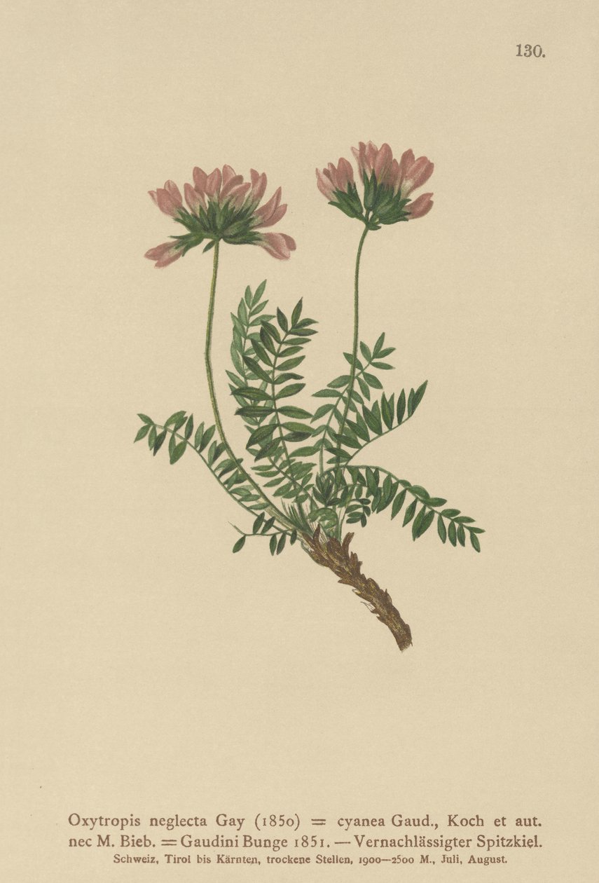 Pyrenean Milk Vetch (Oxytropis neglecta, Oxytropis cyanea, Oxytropis Gaudini, Oxytropis albana, Oxytropis caucasica, Oxytropis pyrenaica, Astragalus pyrenaicus)  by German School