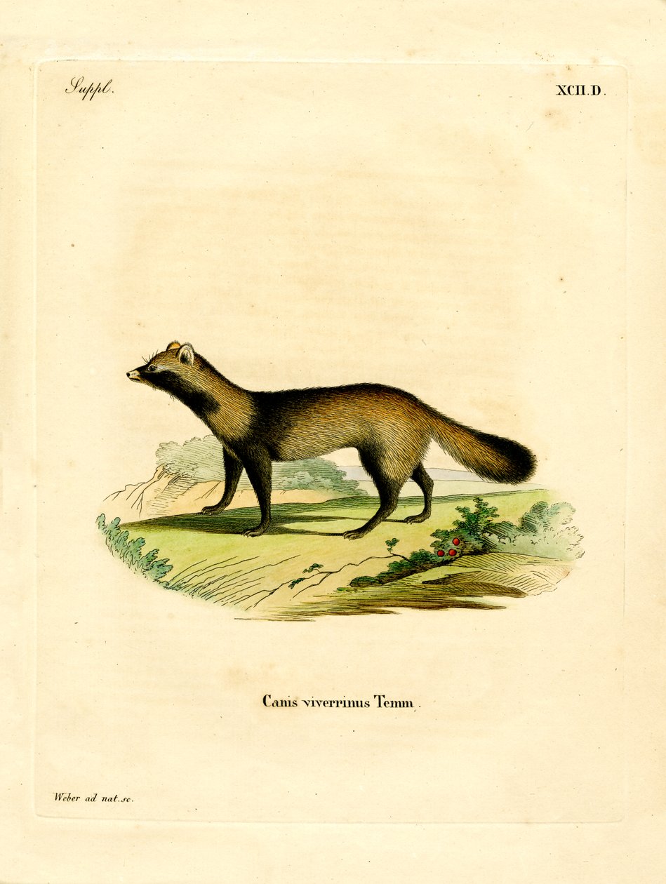 Raccoon Dog by German School