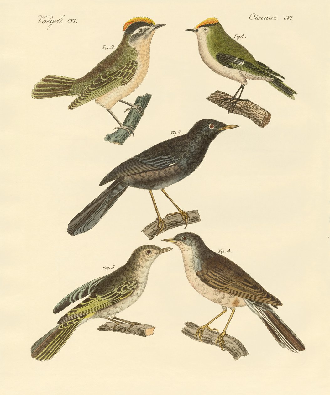 Rare and beautiful European and German birds by German School