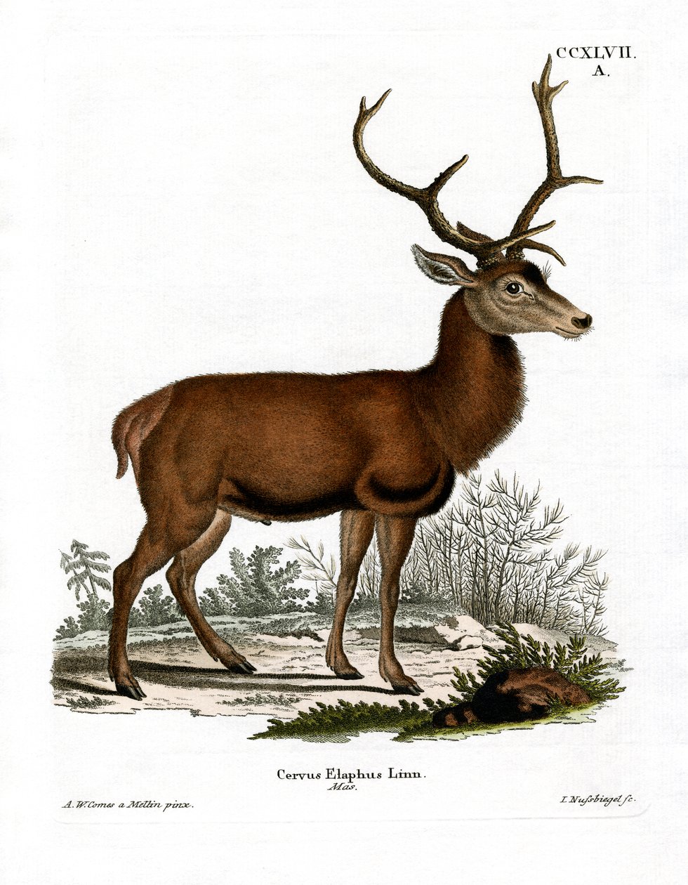 Red Deer by German School