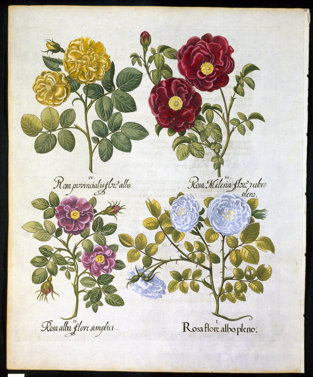 Roses, plate 96 from Hortus Eystettensis by Basil Besler, pub. 1613 by German School