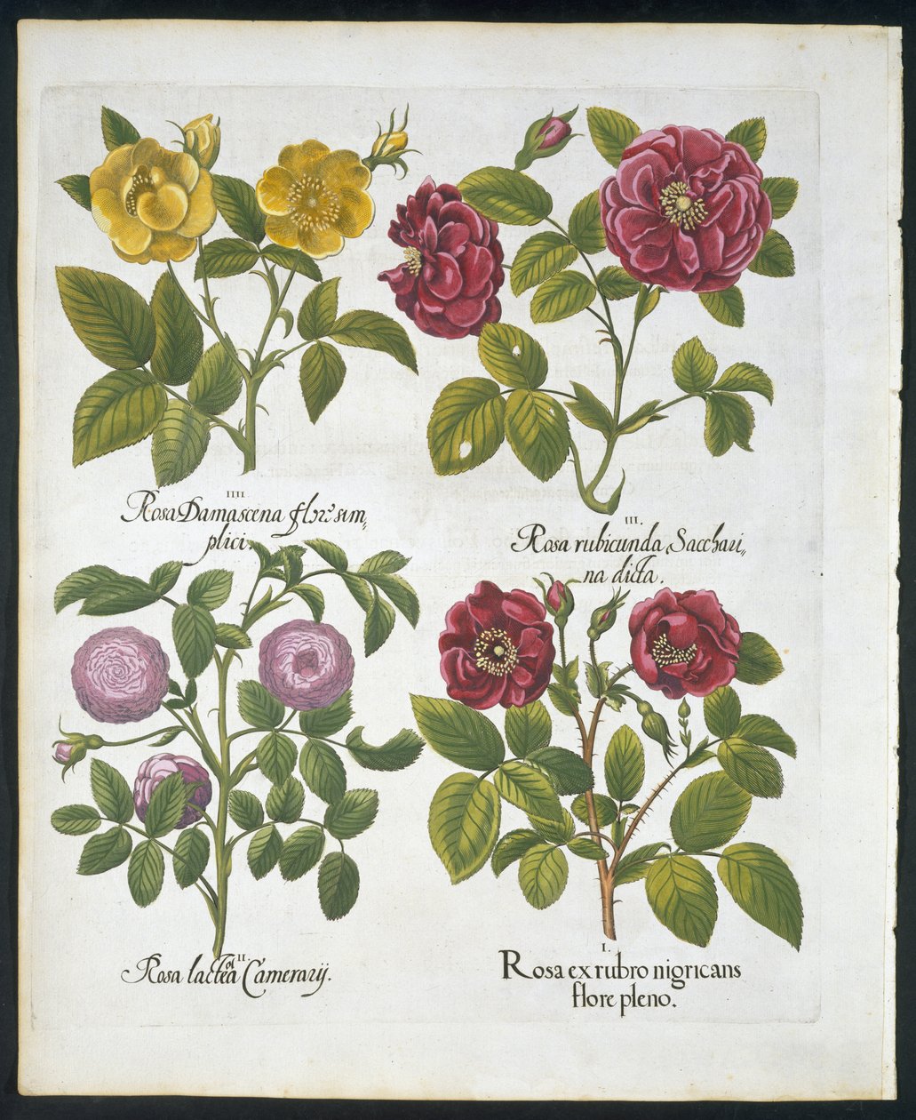Roses, plate 96 from Hortus Eystettensis by Basil Besler, pub. 1613 by German School
