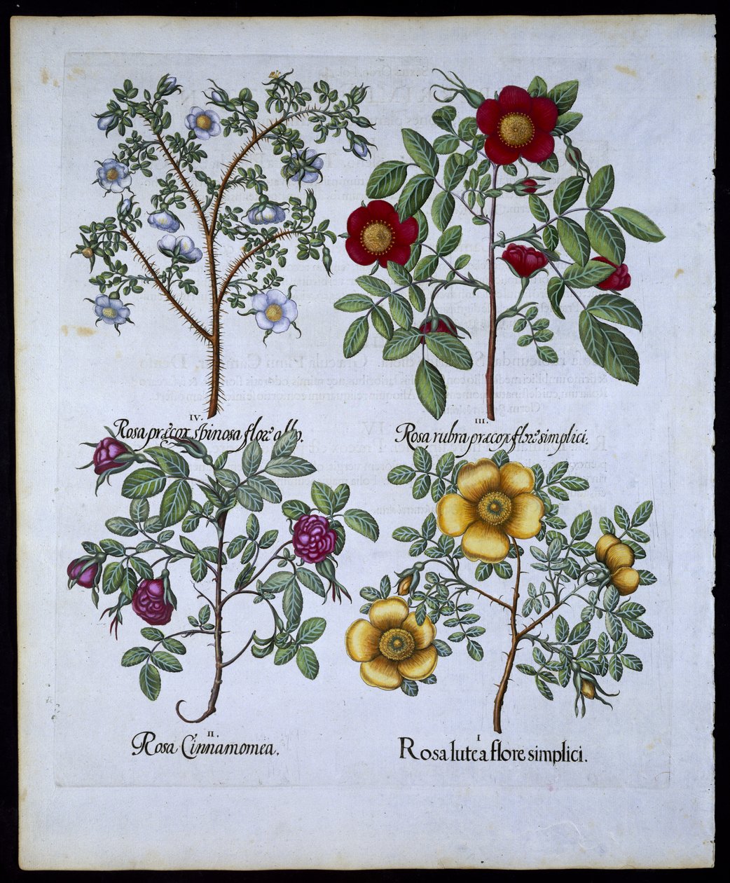 Roses, plate 98 from Hortus Eystettensis by Basil Besler, pub. 1613 by German School