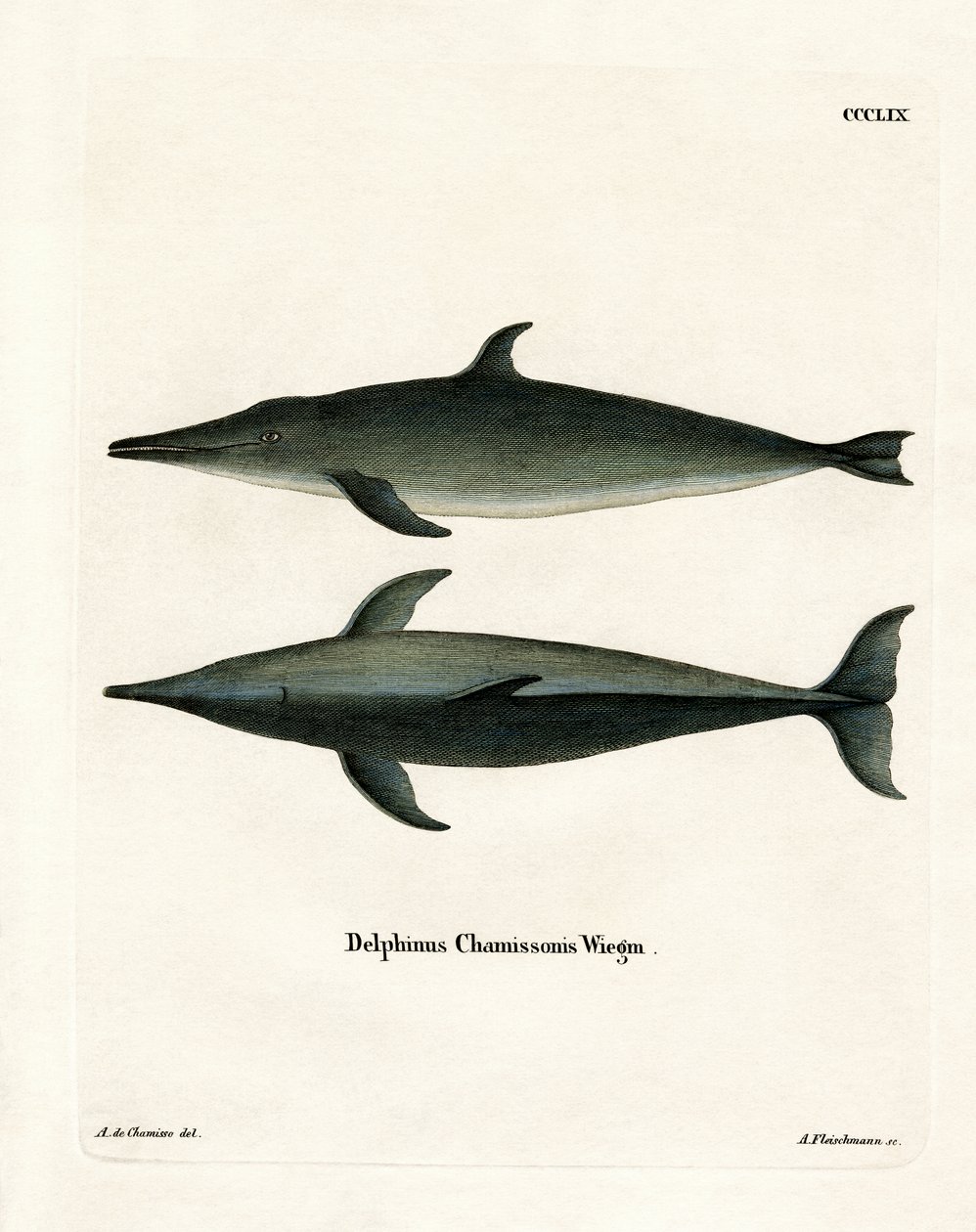Rough-toothed Dolphin by German School