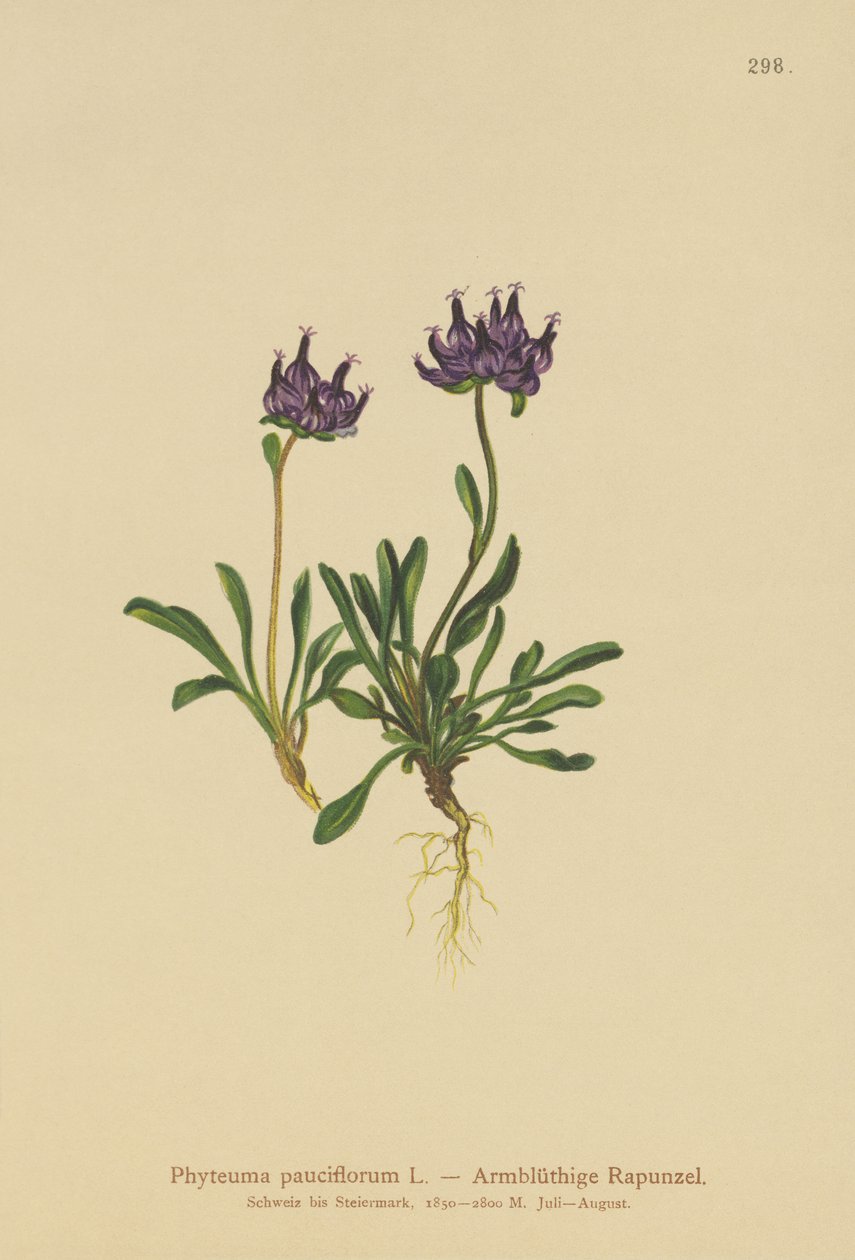 Round-headed Rampion by German School