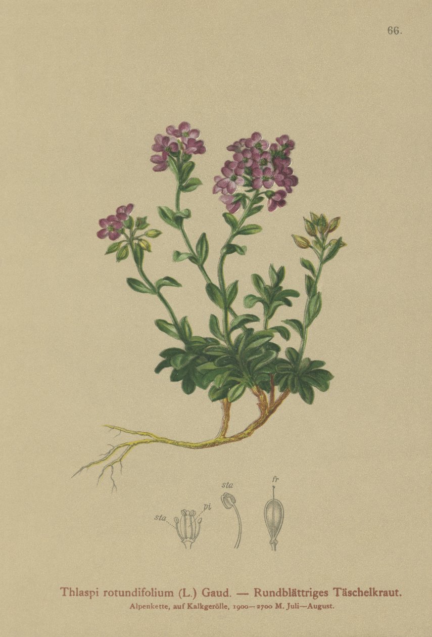 Round-leaved Pennycress by German School
