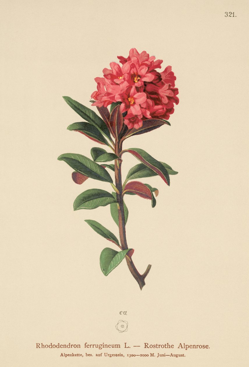 Rusty-Leaved Alpenrose by German School