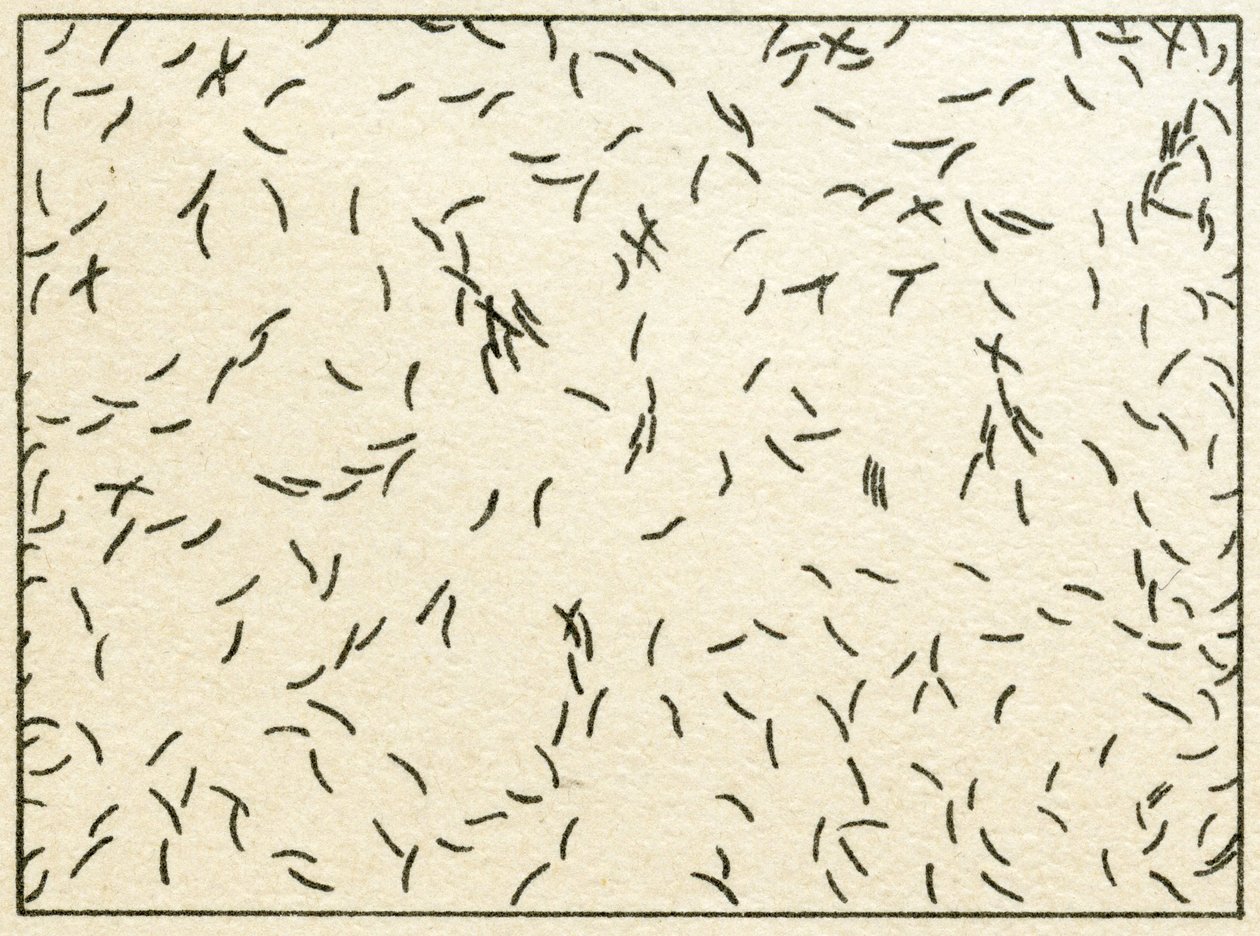Sample of bacteria in tapwater by German School