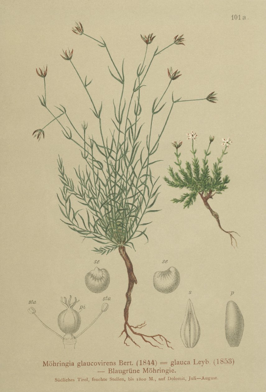 Sandwort by German School