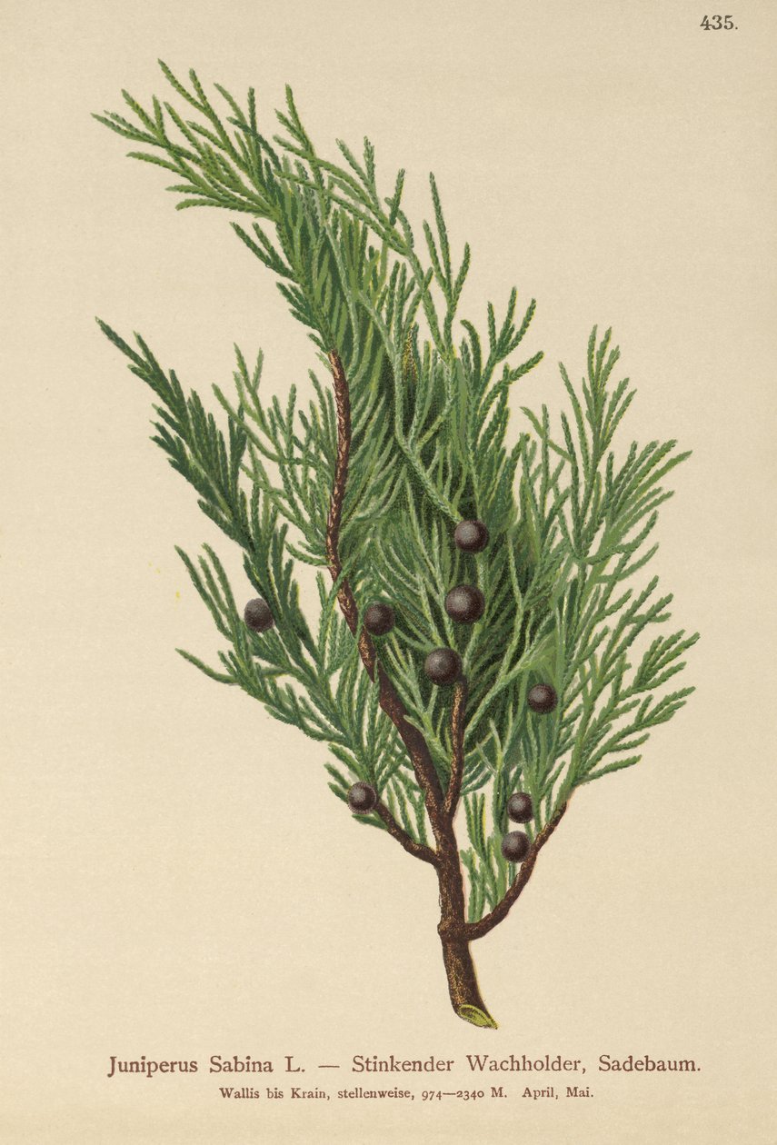 Savin Juniper (Juniperus Sabina)  by German School