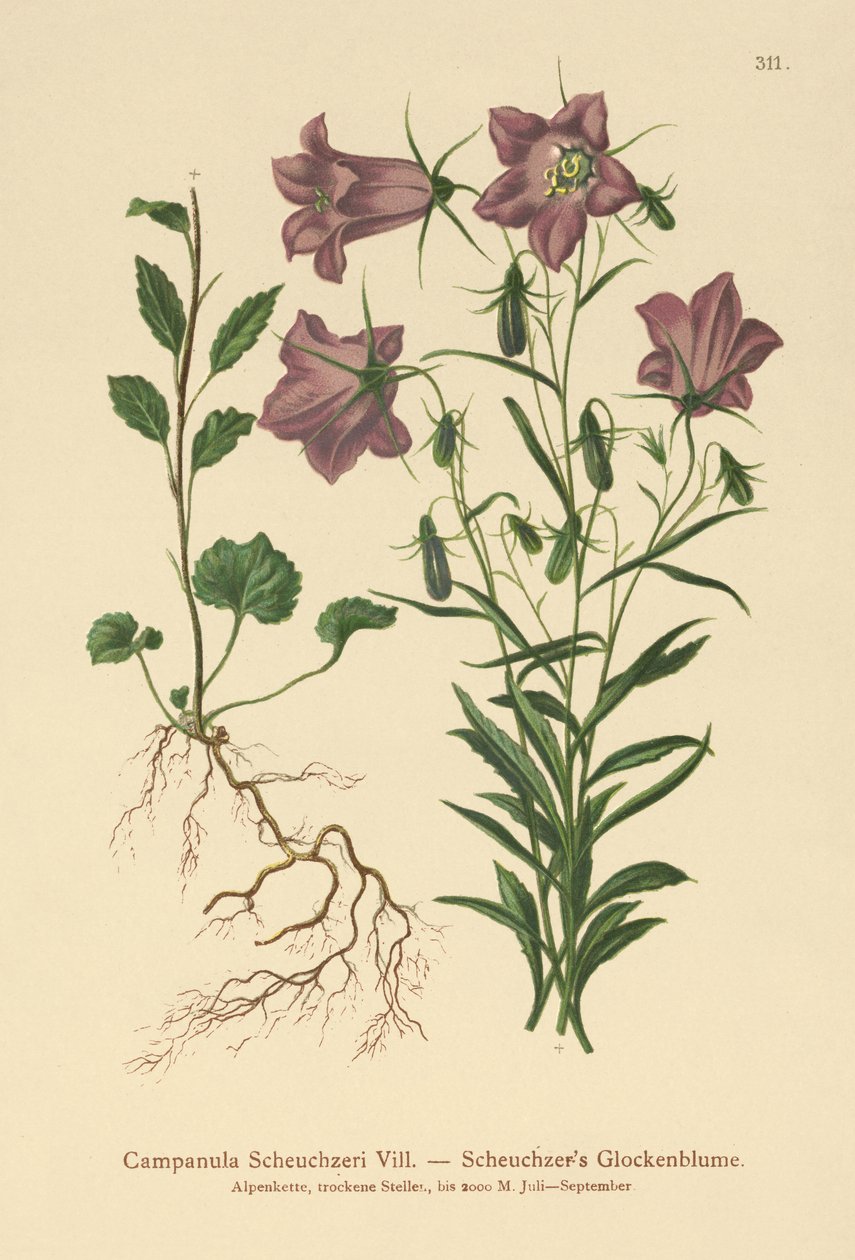 Scheuchzers Bellflower by German School