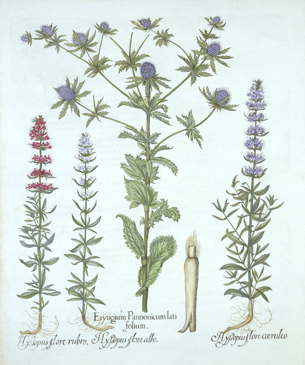 Sea Holly and Three Kinds of Hyssop, from Hortus Eystettensis by German School