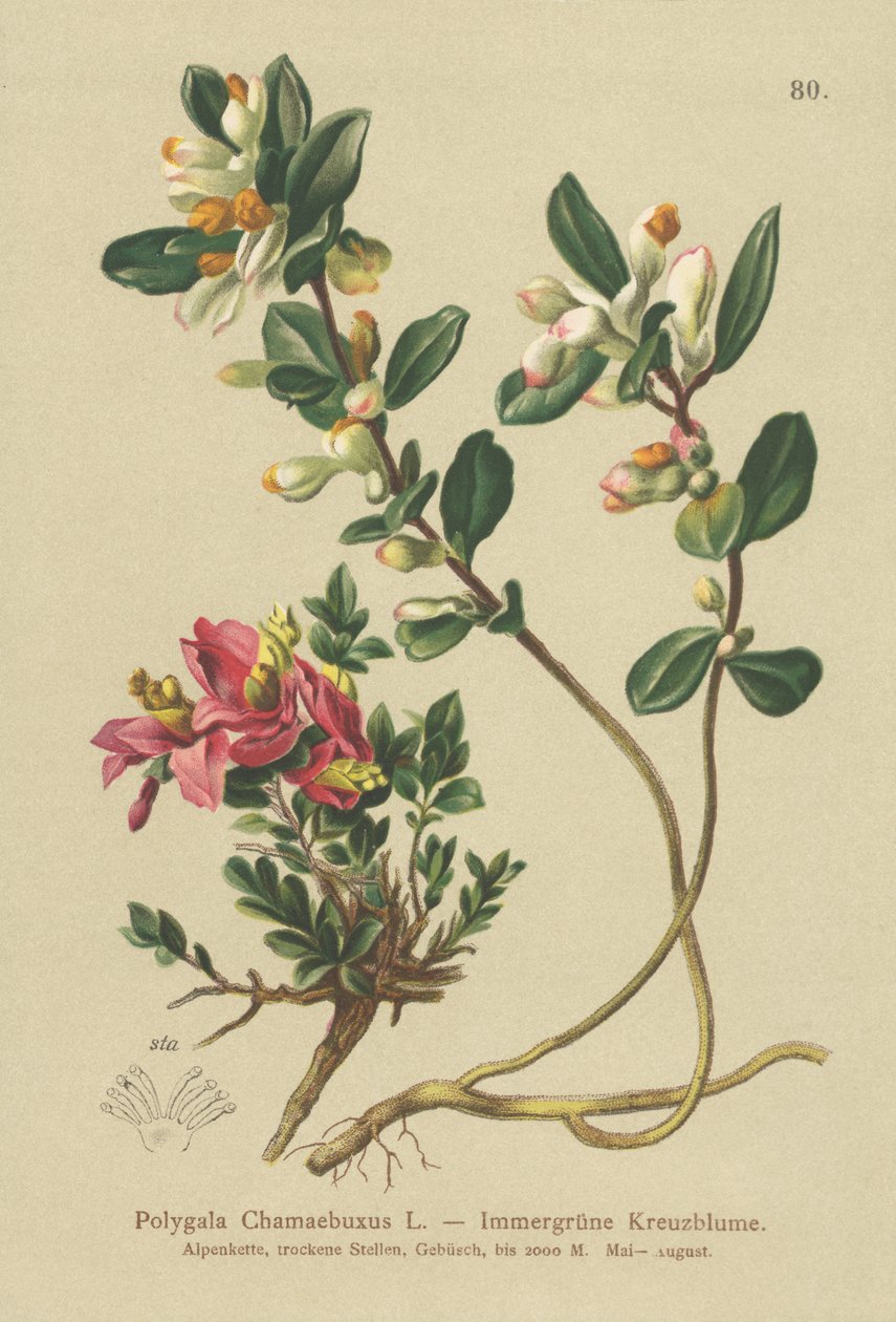 Shrubby Milkwort by German School