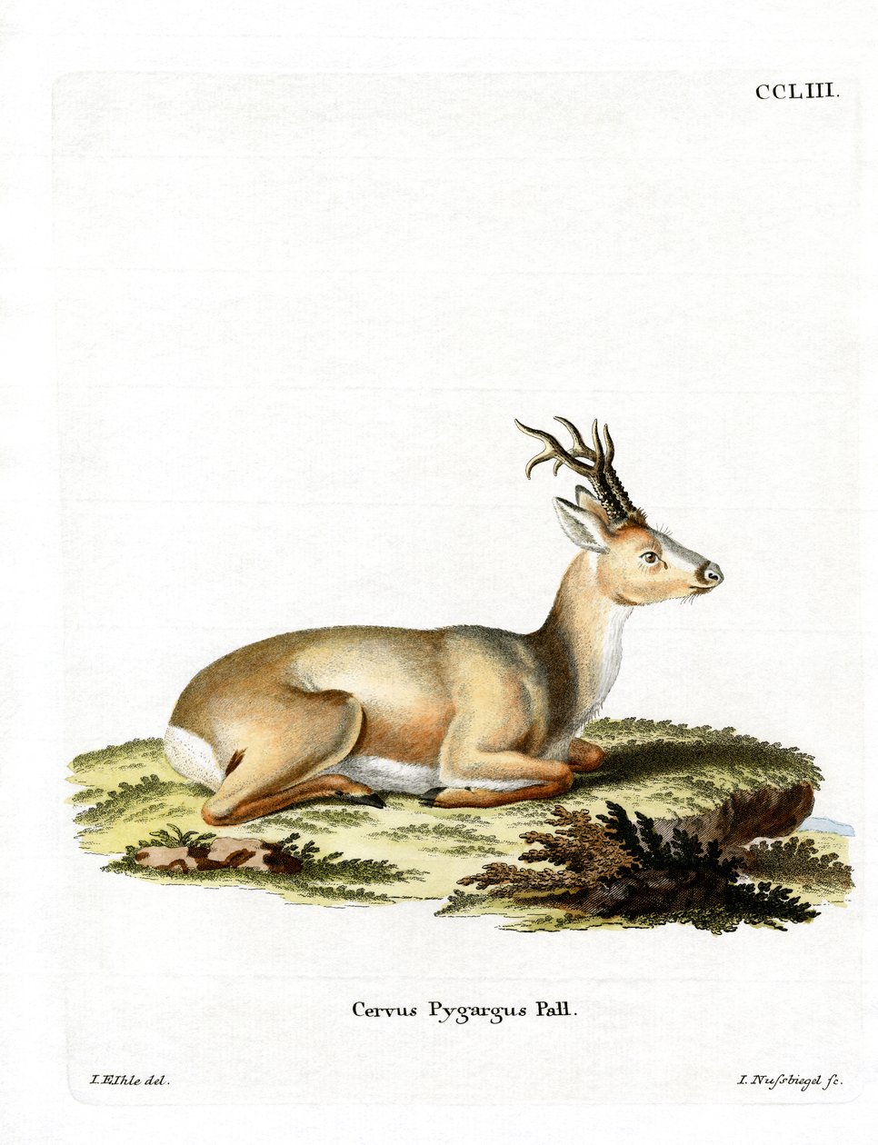 Siberian Roe Deer by German School