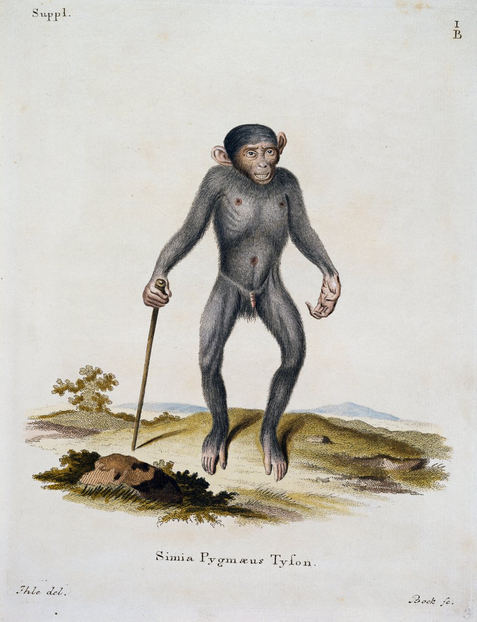 Simia pygmaeus, from Mammals illustrated from Nature with descriptions, by Johann Christian Daniel von Schreber, engraving by IC Bock, Germany by German School