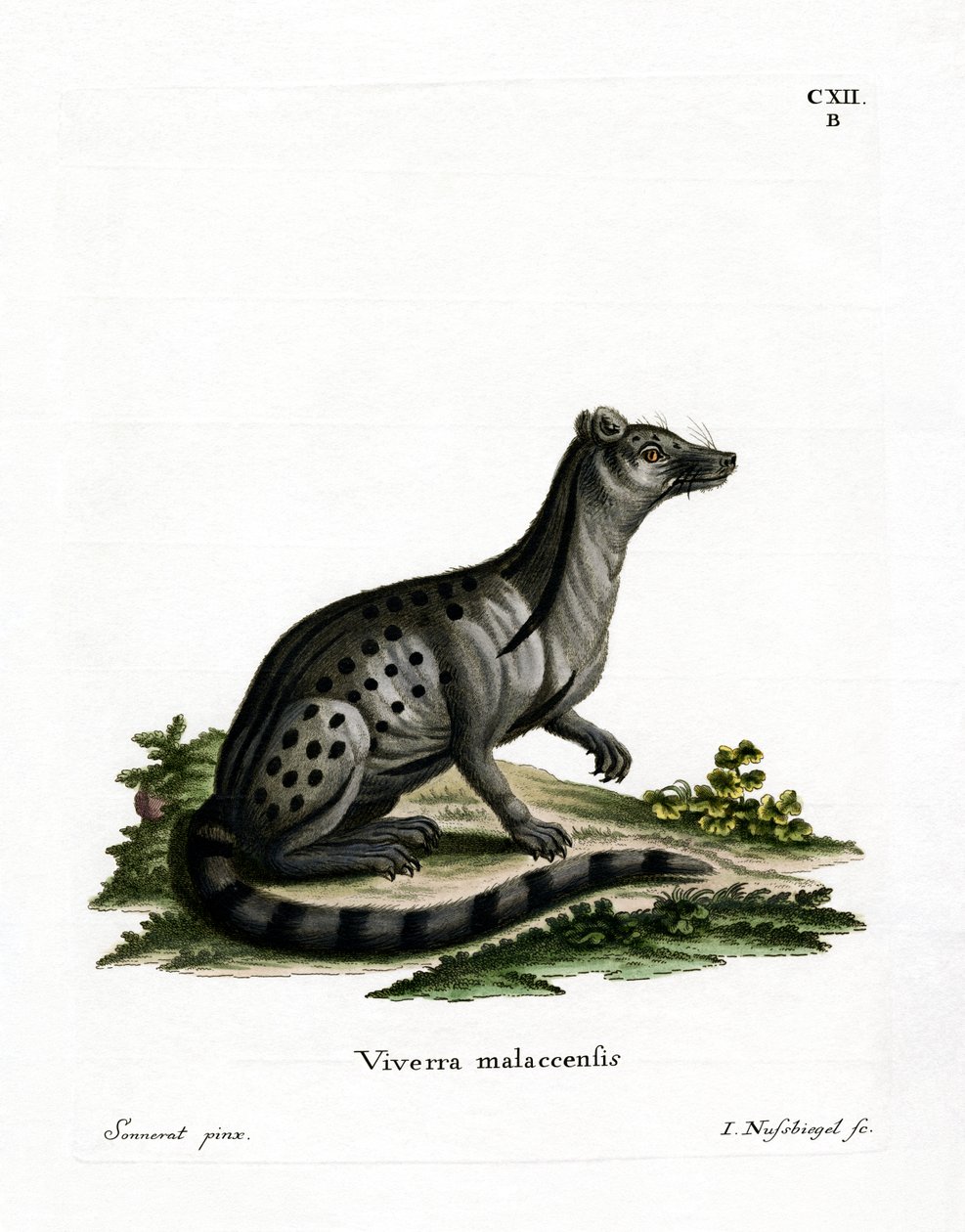 Small Indian Civet by German School