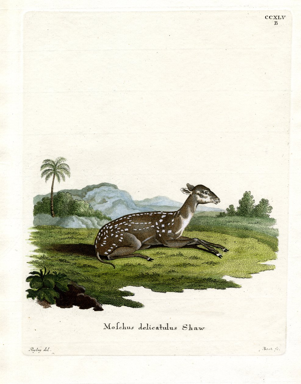 Small Spotted Musk by German School