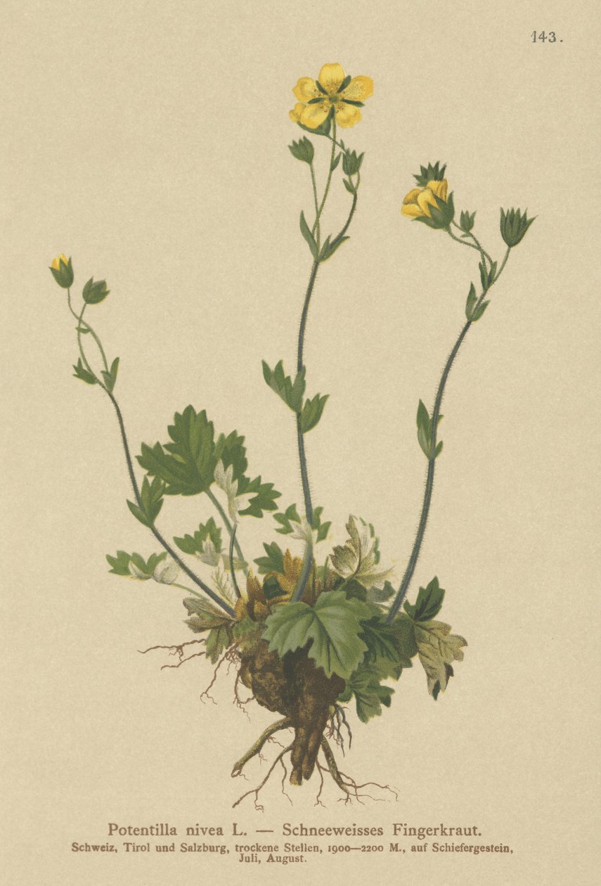 Snow Cinquefoil by German School