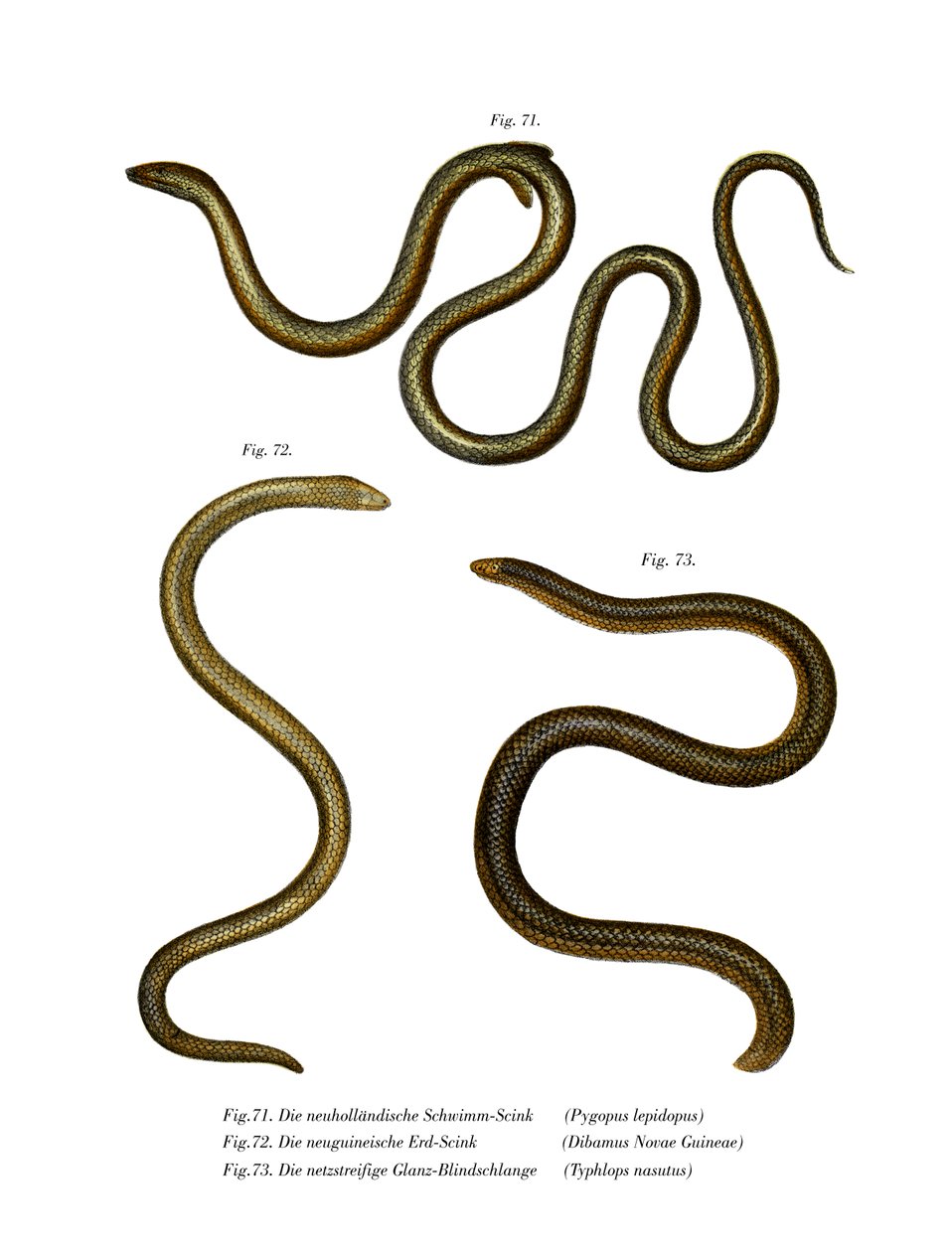 Southern Scaly Foot by German School