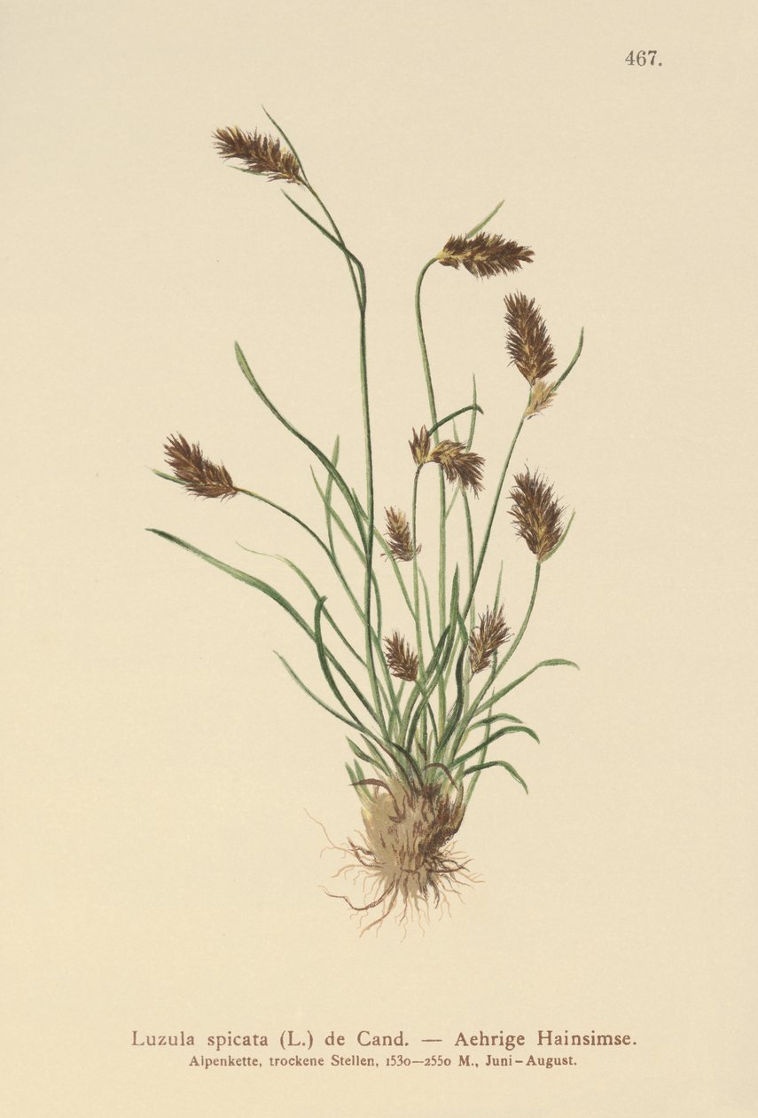 Spiked Woodrush (Luzula spicata)  by German School