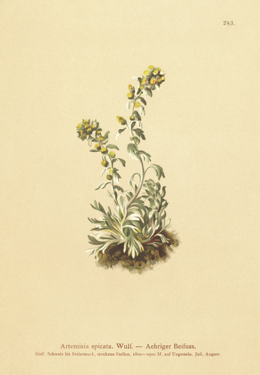 Spiked Wormwood (Artemisia spicata, Artemisia bocconei, Artemisia genipi)  by German School