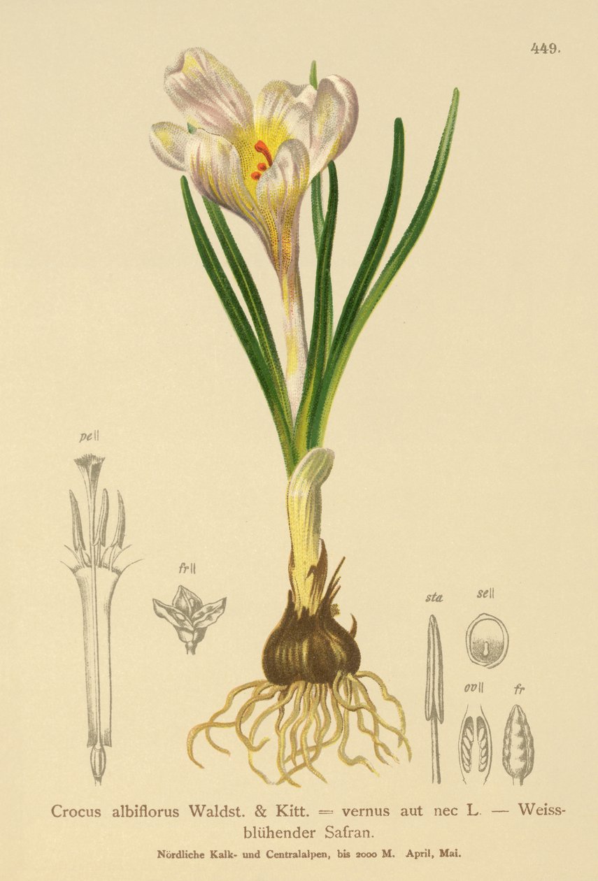 Spring Crocus (Crocus albiflorus, Crocus vernus)  by German School