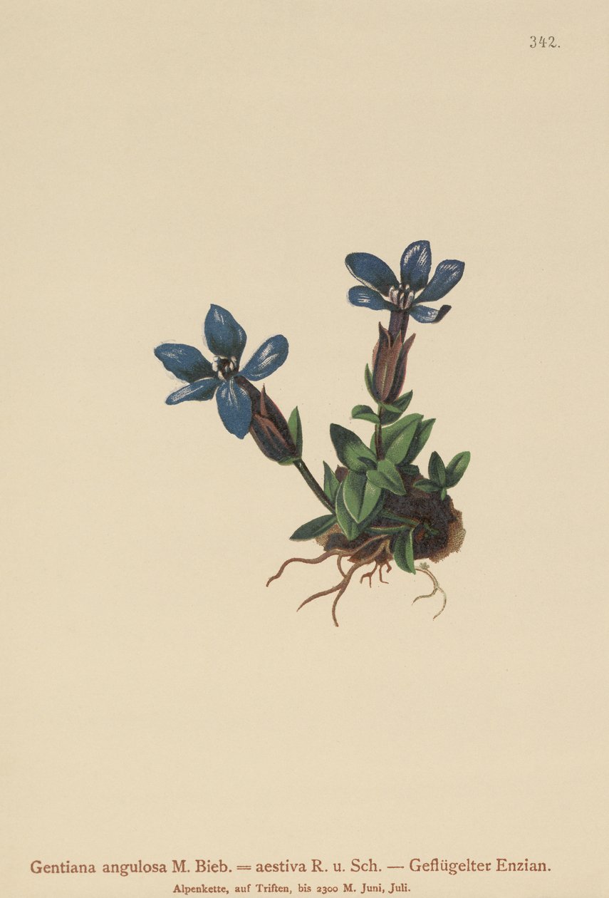 Spring Gentian by German School
