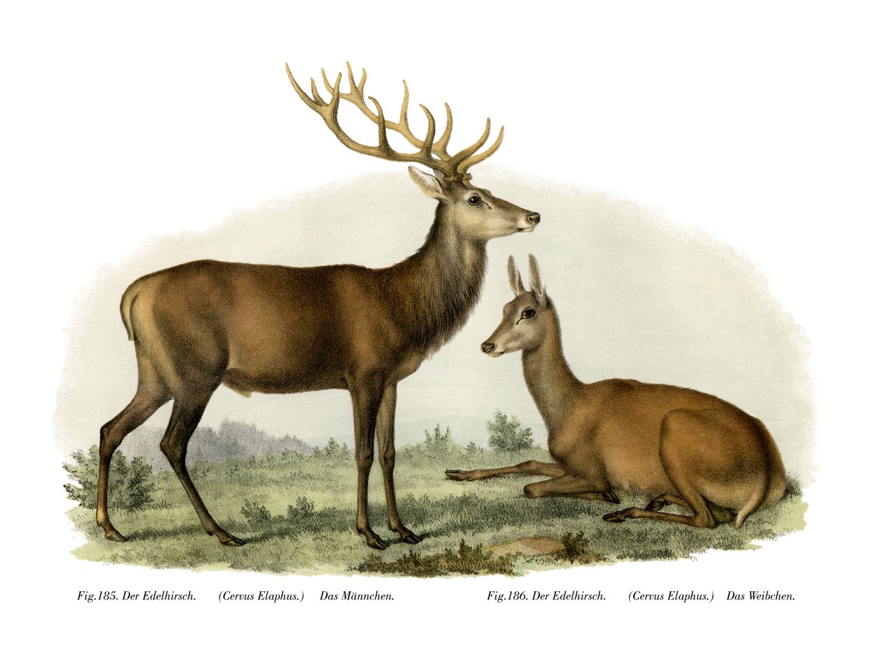 Stag by German School