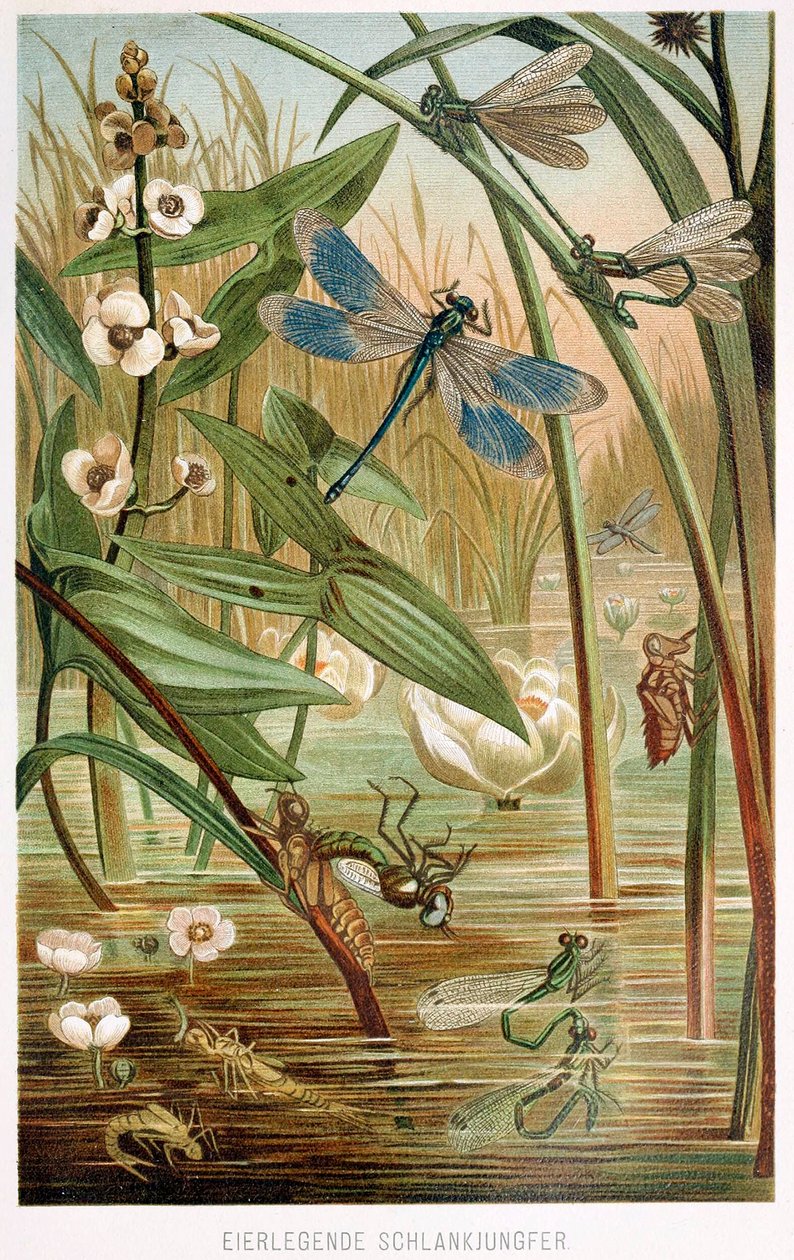 Stages of Development of a Damselfly, from Brehms Tierleben, pub. 1860s by German School